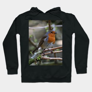 Robin Red Hoodie